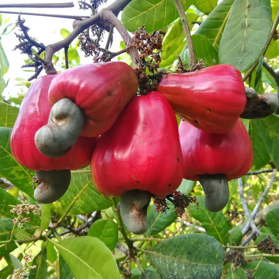 Cashew Nut Bungalow, Ko Mook 외부 사진